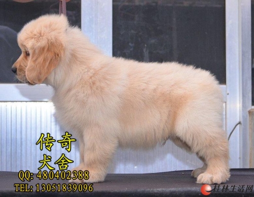 赤峰市金毛犬舍電話號碼多少-第1張圖片