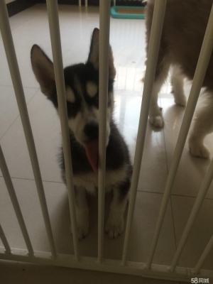 赤峰出售寵物狗電話是多少號-第1張圖片