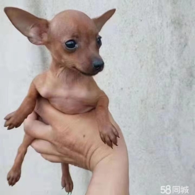 赤峰買狗聯(lián)系電話號碼是多少-第1張圖片