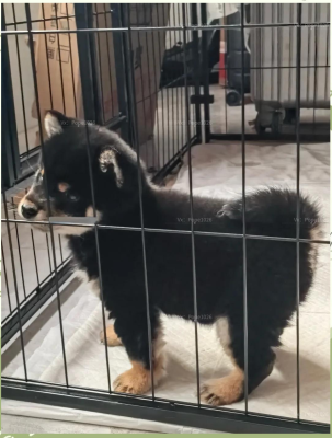 赤峰萌寵團(tuán)購電話地址查詢號碼-第1張圖片