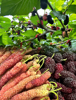 赤峰市摘蠶蛹電話號(hào)碼是多少-第1張圖片