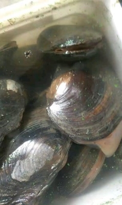 赤峰市河蚌批發(fā)電話地址查詢-第1張圖片