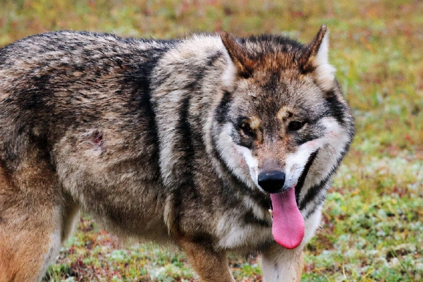 赤峰狼爪實(shí)體店地址電話號(hào)碼-第1張圖片