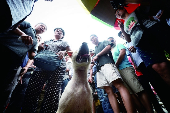 赤峰狗肉販子電話號(hào)碼多少號(hào)-第1張圖片