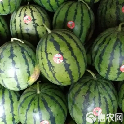 赤峰黃肉西瓜種植基地電話號碼-第1張圖片