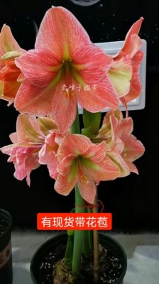 赤峰賣朱頂紅花的電話是多少號(hào)-第1張圖片