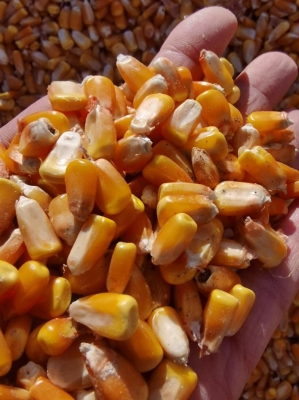 赤峰寧誠烤雞店電話多少號-第1張圖片