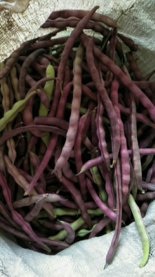 赤峰市豆角架子廠家電話號碼-第1張圖片