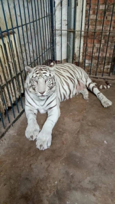 赤峰動物園電話號碼查詢是多少-第1張圖片