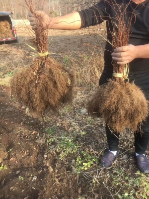 赤峰圓棗子苗專賣店電話號碼-第1張圖片