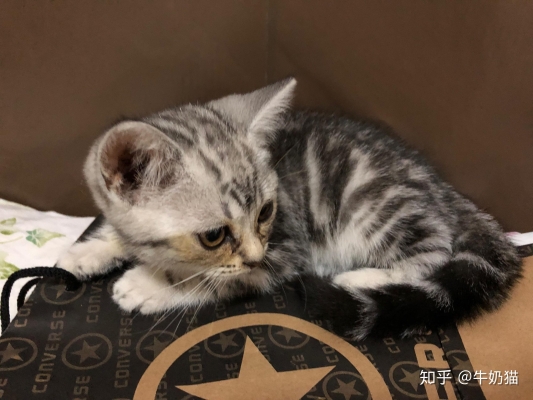 赤峰喵喵貓舍電話號碼查詢-第1張圖片