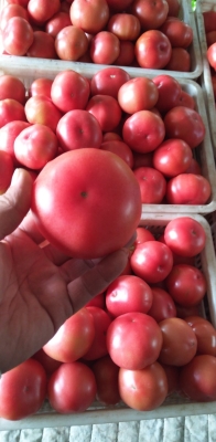 赤峰寧城西瓜種植基地電話號碼-第1張圖片