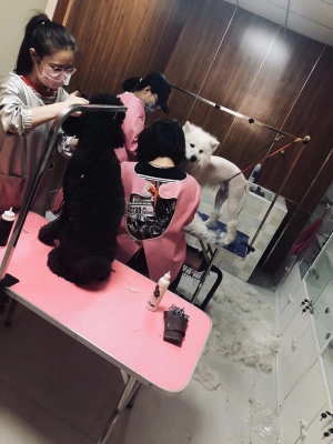 赤峰包頭寵物醫(yī)院電話號(hào)碼多少-第1張圖片