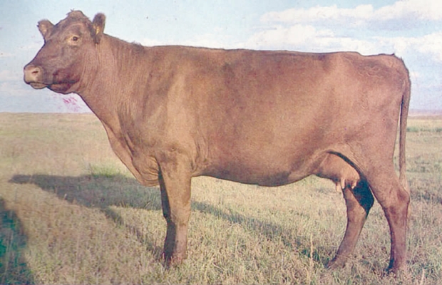 赤峰紅牛折扣店電話號碼查詢-第1張圖片