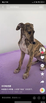 赤峰領(lǐng)養(yǎng)靈緹電話多少啊-第1張圖片