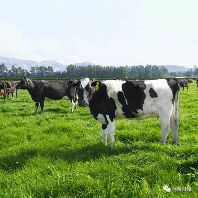 赤峰奶牛家百貨地址電話號碼-第1張圖片