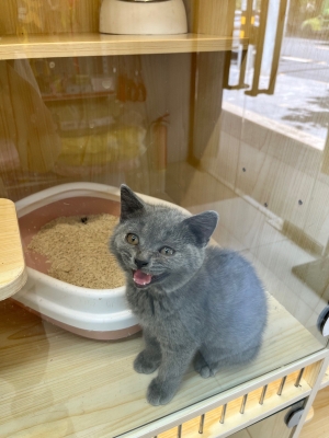 赤峰超級(jí)萌寵屋電話多少號(hào)-第1張圖片