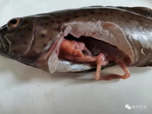 赤峰賣石斑魚的店鋪電話號碼-第1張圖片