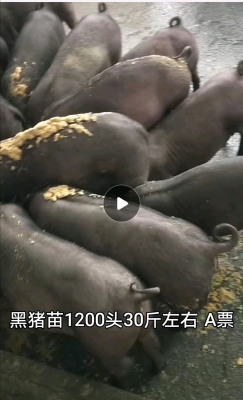 赤峰市生豬屠宰場電話號碼-第1張圖片