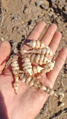 赤峰附近挖菜地點(diǎn)電話多少號-第1張圖片