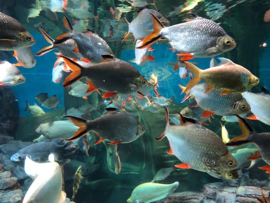 赤峰海洋水族館地址電話號碼-第1張圖片