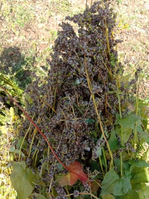 赤峰阿旗蕎麥血腸廠家電話號碼-第1張圖片