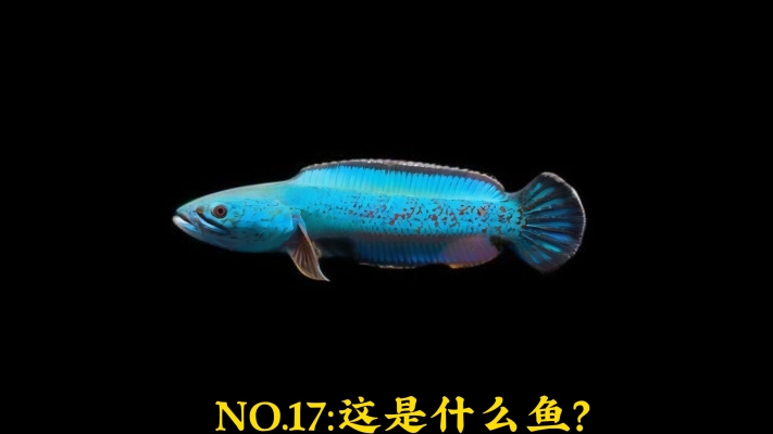 赤峰雷龍魚專賣店電話地址查詢-第1張圖片