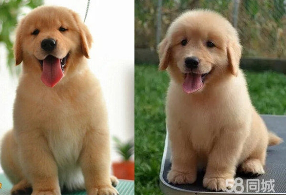 赤峰犬類養(yǎng)殖場地址電話號碼-第1張圖片