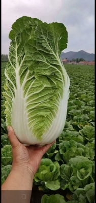 赤峰大白菜售賣電話號(hào)碼是多少-第1張圖片