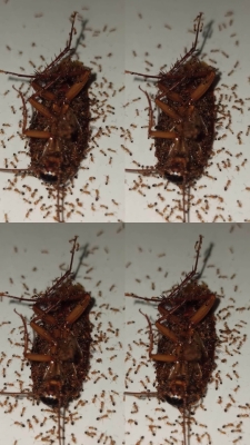 赤峰市螞蟻畫室電話號(hào)碼查詢-第1張圖片