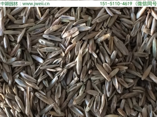 赤峰牧草種子公司電話號(hào)碼-第1張圖片