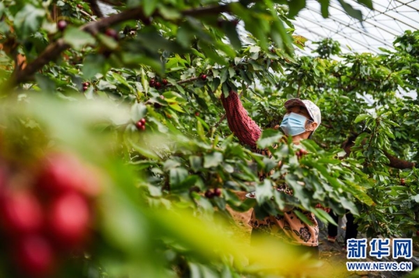 赤峰市寧城采摘園電話地址查詢-第1張圖片