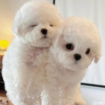 赤峰比熊狗場電話地址查詢號碼-第1張圖片