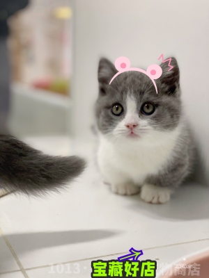 赤峰市貓咪寵物店電話號碼-第1張圖片