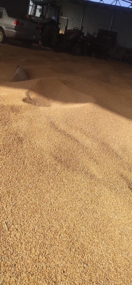 赤峰大黃米面粉廠(chǎng)電話(huà)號(hào)碼-第1張圖片