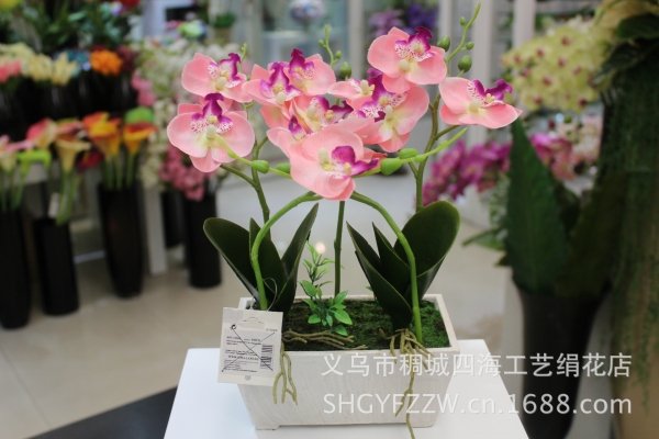 赤峰蝴蝶蘭廠家電話號(hào)碼-第1張圖片