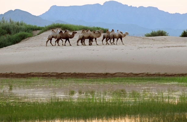 赤峰川達(dá)奇瑞店電話號(hào)碼查詢-第1張圖片