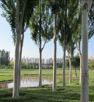 赤峰市苗圃基地楊樹(shù)林電話號(hào)碼-第1張圖片