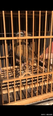 赤峰畫(huà)眉鳥(niǎo)店電話號(hào)碼查詢是多少-第1張圖片