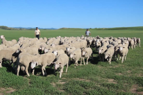 赤峰市活羊買(mǎi)賣(mài)電話(huà)地址查詢(xún)-第1張圖片