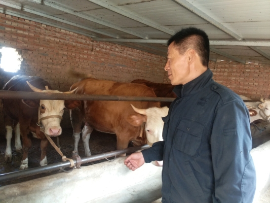 赤峰沃金養(yǎng)牛場地址電話號碼-第1張圖片