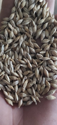 赤峰大麥批發(fā)電話號碼多少號-第1張圖片