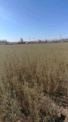 赤峰檸條批發(fā)電話號(hào)碼查詢-第1張圖片