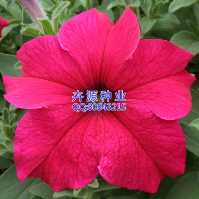 赤峰豐加種子公司電話號(hào)碼-第1張圖片