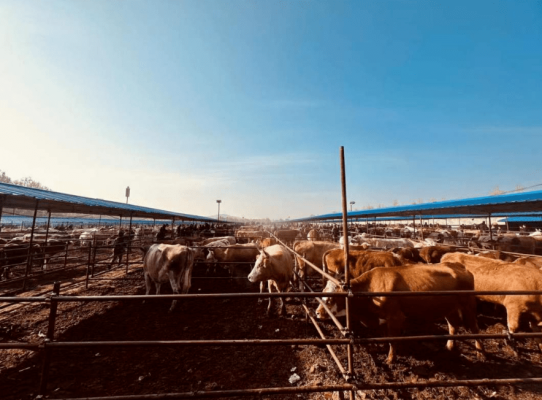 赤峰牛交易市場-第1張圖片