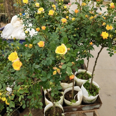 赤峰月季花苗圃批發(fā)電話號(hào)碼-第1張圖片