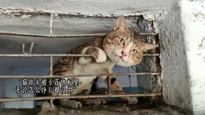 赤峰救助貓咪電話號碼是多少號-第1張圖片