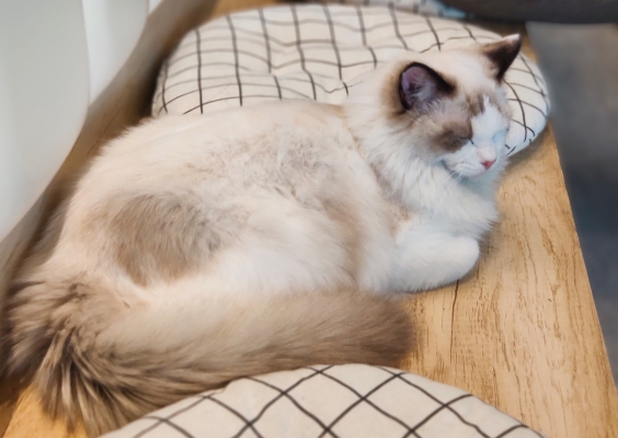 赤峰流浪貓收養(yǎng)救助站電話號(hào)碼-第1張圖片