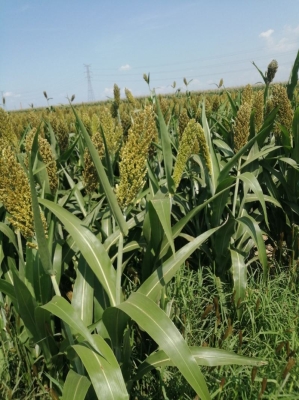 赤峰寧城縣婷婷超市電話號(hào)碼-第1張圖片