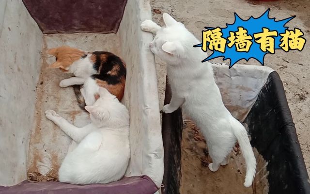 赤峰賣貓賣狗電話號碼是多少-第1張圖片